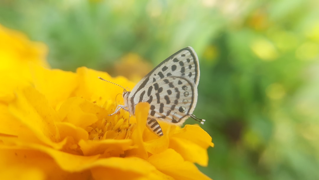 Photo Colorful wings